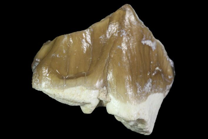 Oreodont (Leptauchenia) Tooth - South Dakota #91096